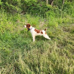 Echo - Orange and white male Brittany puppy in Bushkill Township, Pennsylvania from Township Line Dachshunds & Brittanys