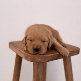 Beige Color Girl - Golden female Golden Retriever puppy in Loma Rica, California from BloomingPuppies
