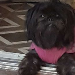 Kiki - Shih Tzu