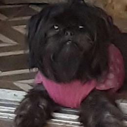 Kiki - Shih Tzu