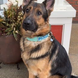 Pickle - German Shepherd