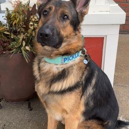 Pickle - German Shepherd