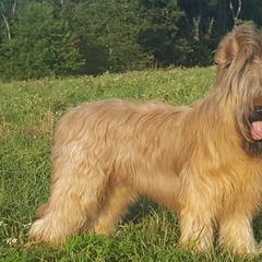 Briards and Pointers from Honey Bee Hill