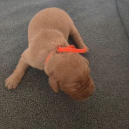 Bing-Orange collar (2nd pick male) - Dark golden male Golden Retriever puppy in Tenino, Washington from Oak River Goldens'