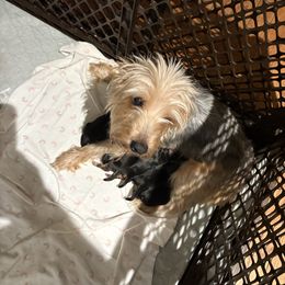 Daschi - Yorkshire Terrier