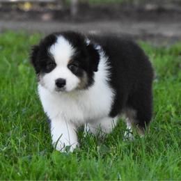 Cade - Black tri-color male Australian Shepherd puppy in Easton, Missouri from MMA Kennel