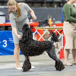 Presto - Poodle