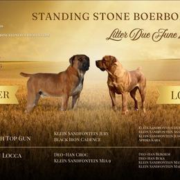 Female Pick 3 - Brown female Boerboel puppy in Laramie, Wyoming from Standing Stone Boerboels