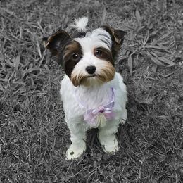 Beagles and Yorkshire Terriers from Kimberly Dixon