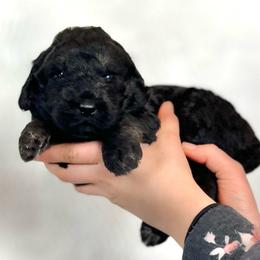 Sycamore - Black and tan male Assorted Doodle Crosses puppy in Kansas City, Missouri from Beary GoldenDoodles