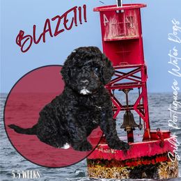Portuguese Water Dog puppies from Sailor’s Portuguese Water Dogs