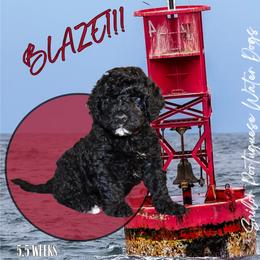 Portuguese Water Dog puppies from Sailor’s Portuguese Water Dogs