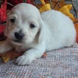 Poppy - Cream female Dachshund puppy in Ashford, Alabama from Circle City Dachshunds