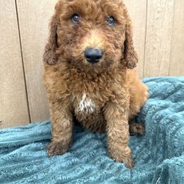 Bright green - Red male Irish Doodle puppy in Bloomfield, Iowa from Schooley Doodles
