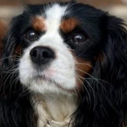 Lucy - Cavalier King Charles Spaniel