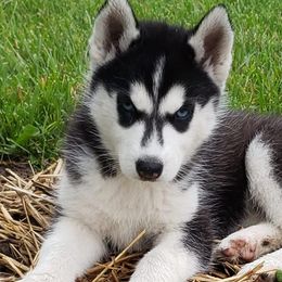 Dalmatians and Siberian Huskies from hnbhuskies