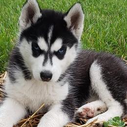 Dalmatians and Siberian Huskies from hnbhuskies