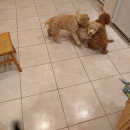 Poodle Puppies from Deborah Busch Poodles