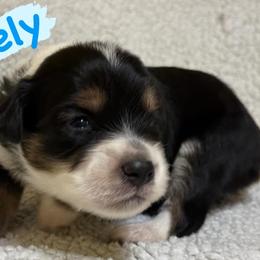 Keely (Male 3) - Black tri-color male Aussiedoodle puppy in South Central, Pennsylvania from Windy Hills Mini Aussies & Doodles