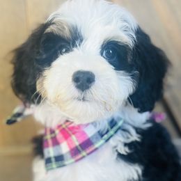 Bernedoodles, Cavapoos, and Goldendoodles from Padgetts Hill Puppies