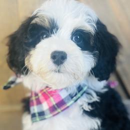 Bernedoodles, Cavapoos, and Goldendoodles from Padgetts Hill Puppies