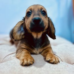 Dachshund Puppies from Pigeon Hill Dachshunds