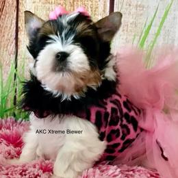 Girl 1 - Black tan and white female Biewer Terrier puppy in Jonestown, Pennsylvania from AKC Xtreme Biewer Terriers...