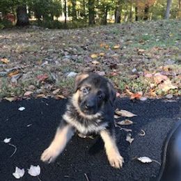 German Shepherd Puppies from Top Gun Shepherds, LLC