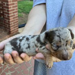 Buggs - Chocolate and tan male Dachshund puppy in Mocksville, North Carolina from The Dachs of Hazzard Dachshunds