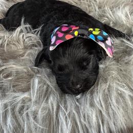 Black Female - female Cavapoochon puppy in Waldron, Arkansas from Kay’s Cutie Poos