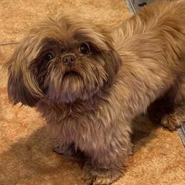 Wes - Shih Tzu