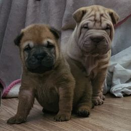 Rose - Red fawn female Chinese Shar-Pei puppy in Bakersfield, California from Cashmerewrinkles