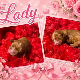 Lady - Ruby female Cavalier King Charles Spaniel puppy in Clinton, Oklahoma from Enchanted Spaniels