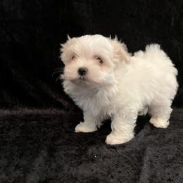 Purple Girl - White Maltese puppy in Hendersonville, North Carolina from Blossoming Gem's Maltese - North Carolina