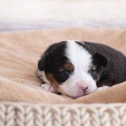 BTM 1 - Black tri male Toy Australian Shepherd puppy in Russellville, Arkansas from Rockin H Aussies