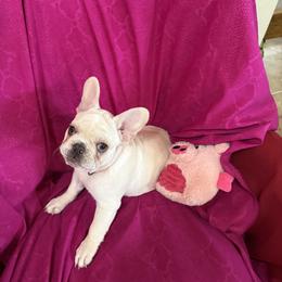 French Bulldogs from RMS Acres