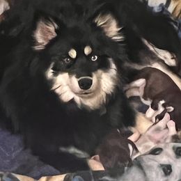 Sapphire - Pomsky