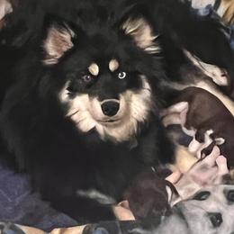 Sapphire - Pomsky