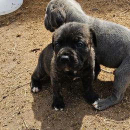 Pink Collar - Black brindle female Cane Corso puppy in Houston, Texas from Zenith Cane Corso