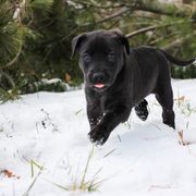 Georgia - Black Carolina Dog puppy in Holly, Michigan from Full Circle Carolina Dogs