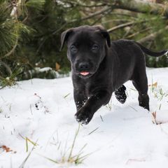 Georgia - Black Carolina Dog puppy in Holly, Michigan from Full Circle Carolina Dogs