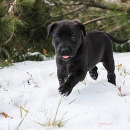 Georgia - Black Carolina Dog puppy in Holly, Michigan from Full Circle Carolina Dogs