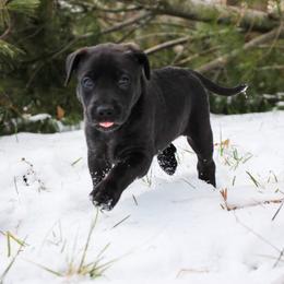 Georgia - Black Carolina Dog puppy in Holly, Michigan from Full Circle Carolina Dogs