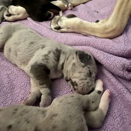 Great Dane Puppies from Laxton Danes
