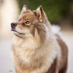 Misteli - Finnish Lapphund