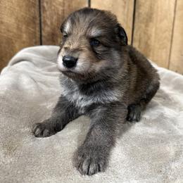 Green DL - Sable male German Shepherd puppy in Terra Alta, West Virginia from Shepherd Country Farm and Kennels