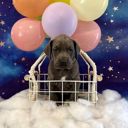 Francesca - Blue female Great Dane puppy in Westland, Michigan from Lazuli Great Danes