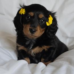 Fawna - Black and tan female Dachshund puppy in Memphis, Tennessee from Lone River Dachshunds