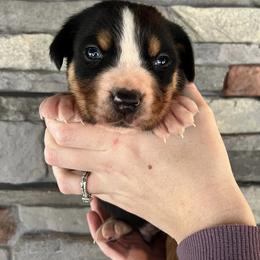 Clyde - Black, white and red male Greater Swiss Mountain Dog puppy in Gassaway, West Virginia from Rolling Hills Ranch and Kennels LLC
