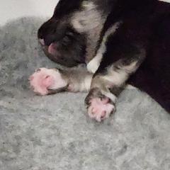 Finnish Lapphund Puppies from Tulikettu Kennel